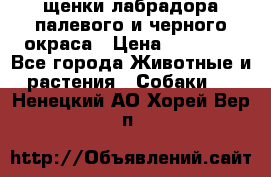 щенки лабрадора палевого и черного окраса › Цена ­ 30 000 - Все города Животные и растения » Собаки   . Ненецкий АО,Хорей-Вер п.